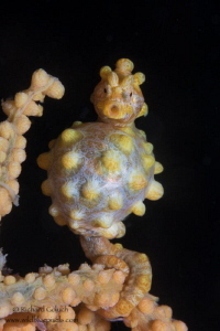 Pregnant Yellow Bargibanti Pygmy Seahorse-Lembeh by Richard Goluch 